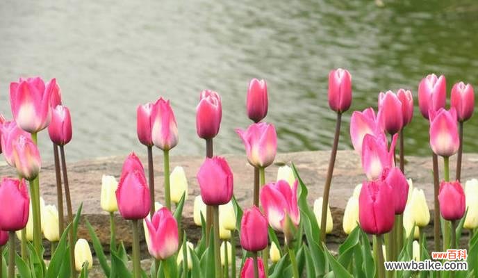 春日花海，美不胜收 春天花开，芬芳四溢