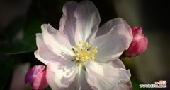 深情款款的垂丝海棠，用花语述说心声 垂丝海棠花语之美——传递爱和思念的花朵