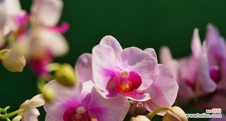 探索翠竹的深层内涵,感悟生活的哲理 翠竹的象征意义与寓意