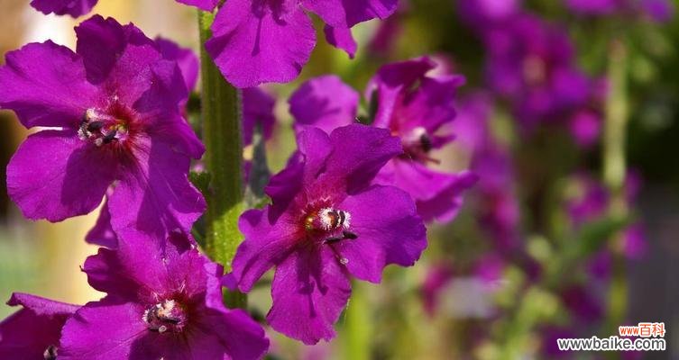 探索翠竹的深层内涵,感悟生活的哲理 翠竹的象征意义与寓意