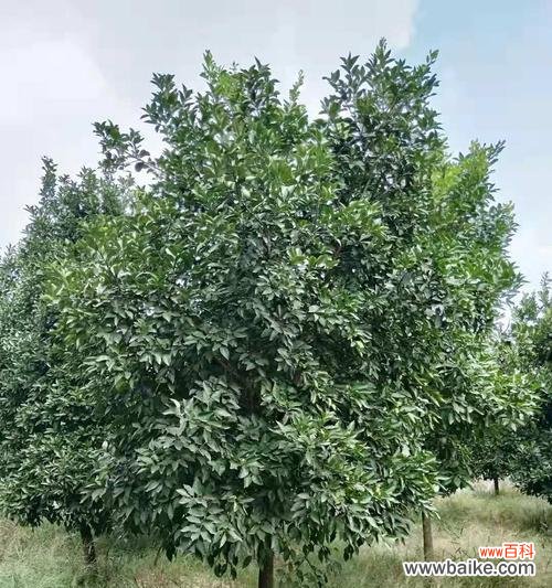 探索丛生香樟的生态功能及文化魅力 丛生香樟的意义与价值