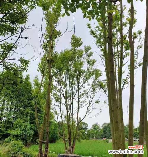 探索丛生香樟的生态功能及文化魅力 丛生香樟的意义与价值