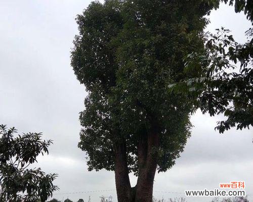 探索丛生香樟的生态功能及文化魅力 丛生香樟的意义与价值