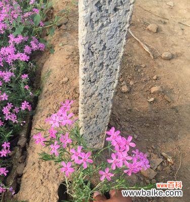 探寻福禄考花语的深层含义和传统意义 丛生福禄考花语