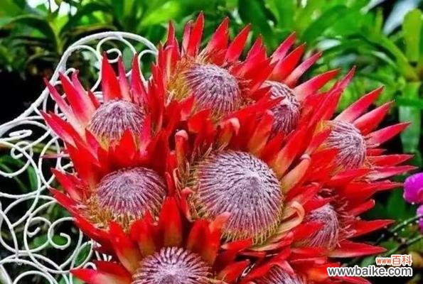 帝王花的象征意义及其在文化中的重要地位 帝王花