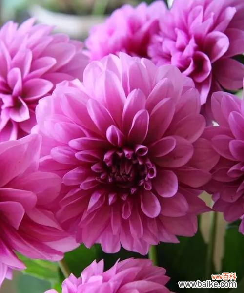 探索大丽花所代表的15种不同的情感和寓意 大丽花的花语与意义