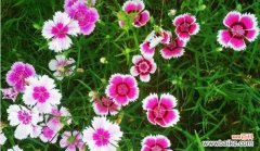 探寻千日粉花语的意义及其文化传承的重要性 千日粉花语的寓意与传承