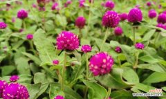 寓意永恒与坚韧的千日红花 千日红，不朽的花语