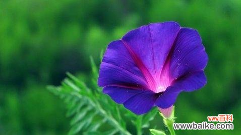 牵牛花的花语解析及其对人心灵的启示 牵牛花的花语与美丽心灵的交织