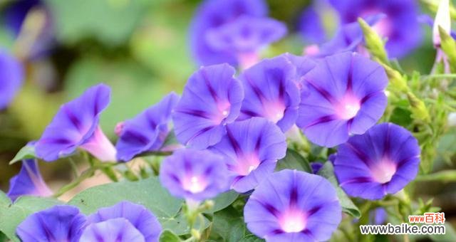 牵牛花的花语及象征意义 牵牛花花语之美丽与忠诚