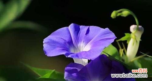 一朵牵牛花背后的深刻寓意与美好象征 牵牛花花语探秘——寓意与象征的鲜花之语