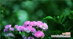 探索蔷薇花的深层意义 蔷薇花的花语与寓意