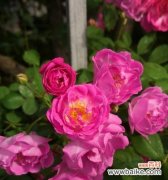 蔷薇花语浪漫传递 蔷薇花语与情感的交织