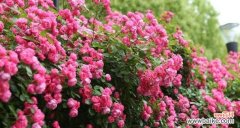 探寻蔷薇背后的深意 蔷薇之美