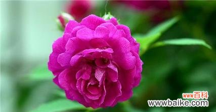 探寻蔷薇花的浪漫传说与文化意义 蔷薇花