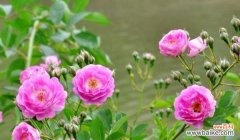 蔷薇花语传递的情感和意义 蔷薇花的花语