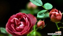 探索蔷薇花所传达的美丽与情感 蔷薇花的花语与寓意