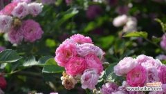 探索蔷薇花的花语与意义 蔷薇的花语