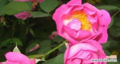 探寻蔷薇花的深层含义 蔷薇花的寓意与象征