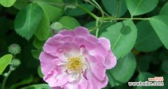 从爱情到死亡 蔷薇花的寓意与象征