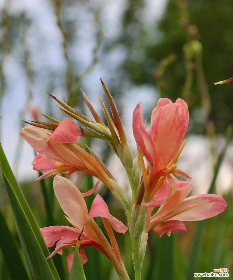代美人蕉花语是什么?如何用它来表达情感?