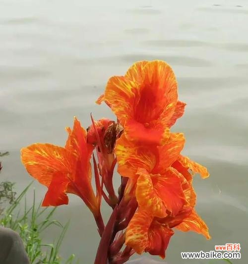 代美人蕉花语是什么?如何用它来表达情感?