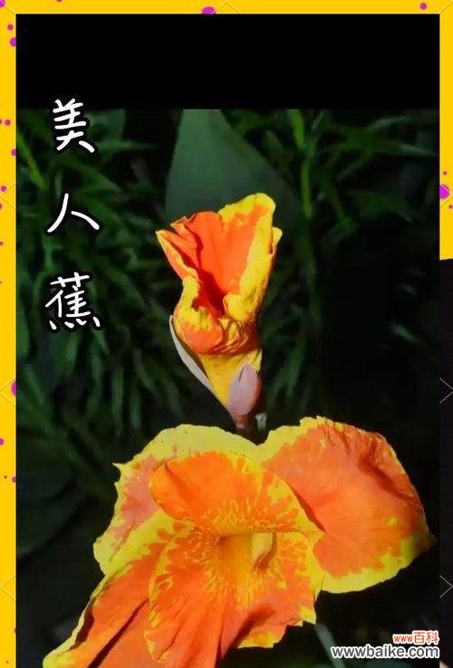 代美人蕉花语是什么?如何用它来表达情感?