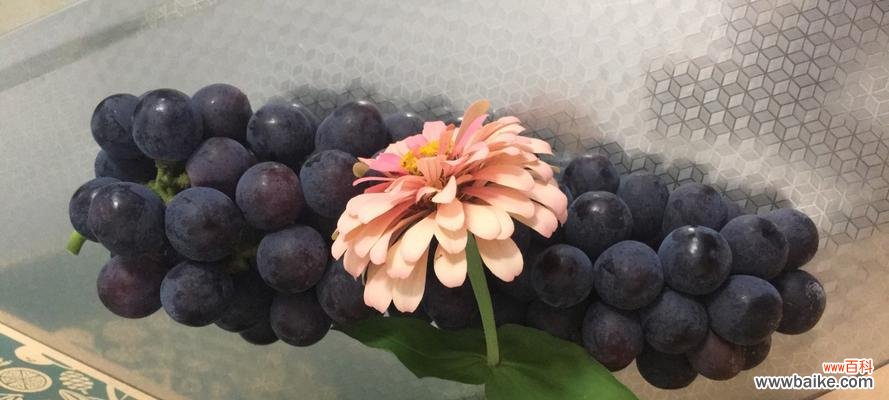 瓜萎花花语有何含义？它在花语中扮演什么角色？