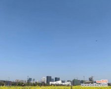 瓜萎花花语有何含义？它在花语中扮演什么角色？