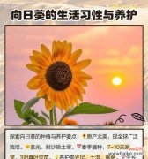 老鹤草花语是什么？它象征着怎样的情感？