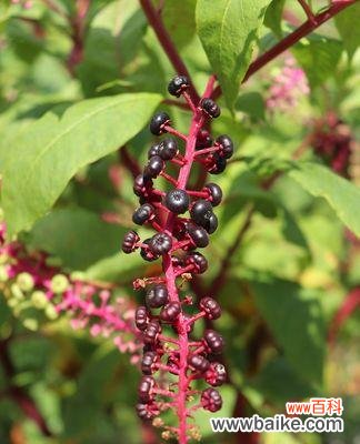 花商陆花语代表什么？它象征着怎样的情感？