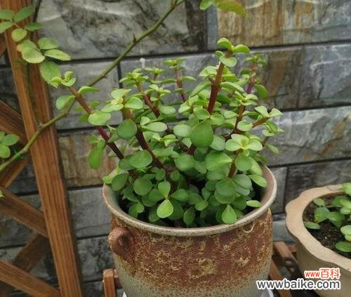 马齿苋树花语有哪些？它有什么特别的含义吗？