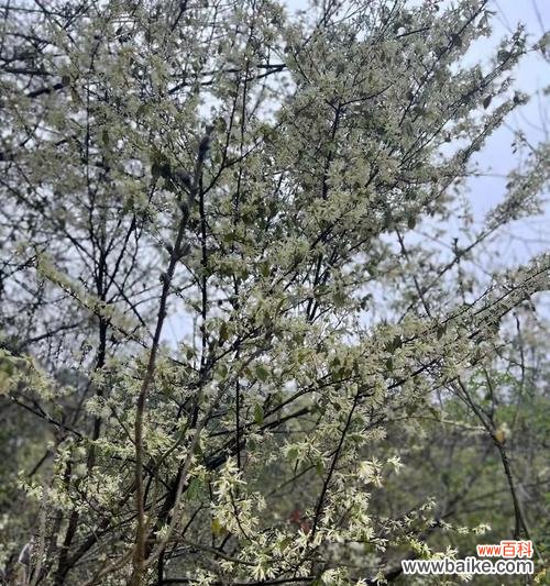 马齿苋树花语有哪些？它有什么特别的含义吗？