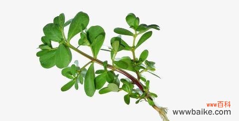 马齿苋树花语有哪些？它有什么特别的含义吗？