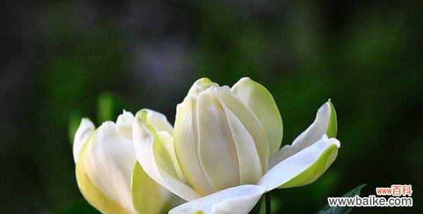 白脉椒草花语是什么？它象征着什么意义？