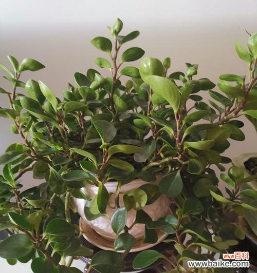 探索绿色植物在风水中的神奇力量 以豆瓣绿的风水寓意