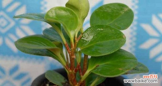 探索绿色植物在风水中的神奇力量 以豆瓣绿的风水寓意