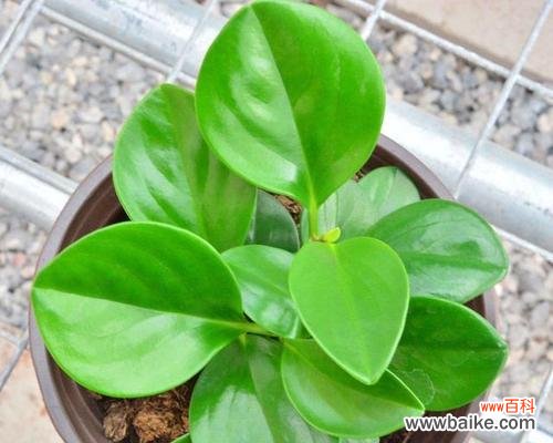 探索绿色植物在风水中的神奇力量 以豆瓣绿的风水寓意