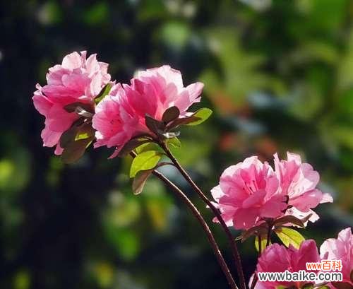 探寻杜鹃花的花语和深层寓意,了解这朵美丽花朵的内涵与象征 杜鹃花的花语和寓意是什么?