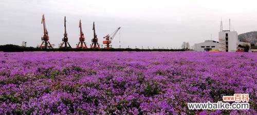 探索这朵娇艳的花，了解它的深刻寓意与文化传承 二月兰的花语-寓意与传承