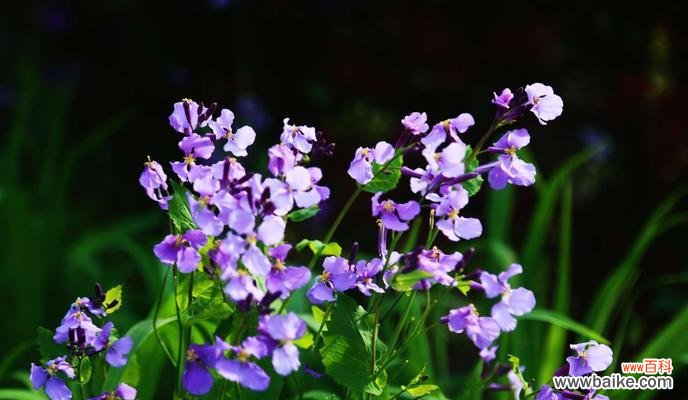 探索这朵娇艳的花，了解它的深刻寓意与文化传承 二月兰的花语-寓意与传承