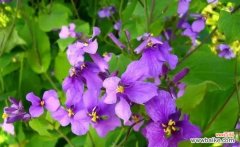 探索这朵娇艳的花，了解它的深刻寓意与文化传承 二月兰的花语-寓意与传承