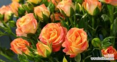 玫瑰之王的花语意义与传达方式 多头玫瑰花语揭示的浪漫与热情