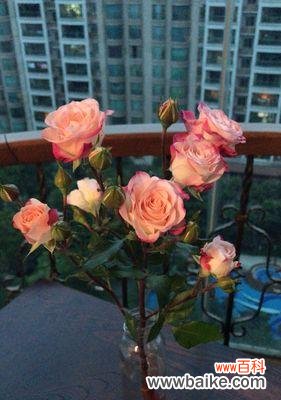 玫瑰之王的花语意义与传达方式 多头玫瑰花语揭示的浪漫与热情