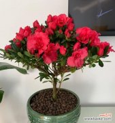 探寻杜鹃花的神秘与美丽 杜鹃花的象征意义及文化内涵