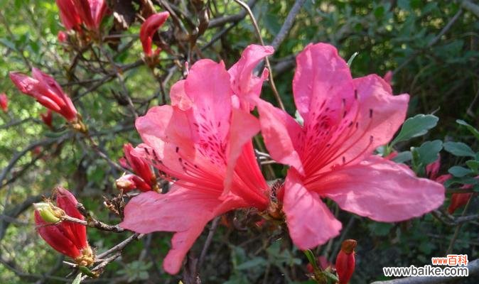 探寻杜鹃花的神秘与美丽 杜鹃花的象征意义及文化内涵