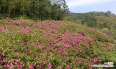 探寻杜鹃花的神秘魅力 杜鹃花的象征意义与传说