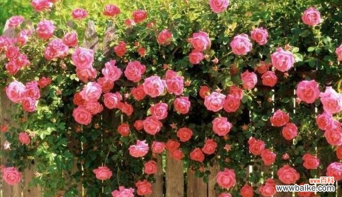 探索植物生长中的关键指标——分枝点高度 分枝点高度的概念及其重要性