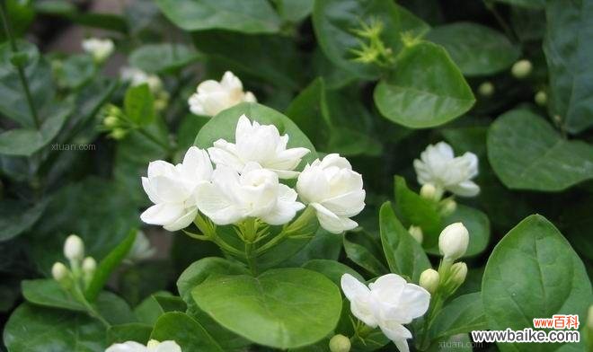 探索非洲茉莉花的美丽与内涵 非洲茉莉花语与寓意