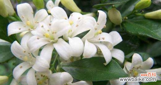 探索非洲茉莉花的美丽与内涵 非洲茉莉花语与寓意